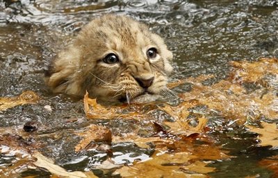 Adorable and Awkward Baby Animal Photos – Between The Kids